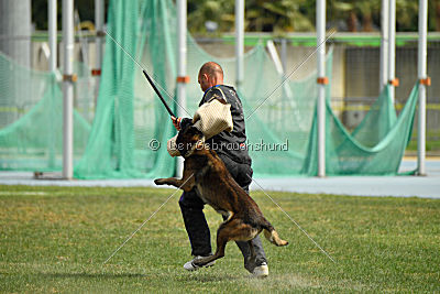 Musca van de Duvetorre