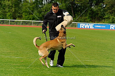 Nanuk vom Further Moor