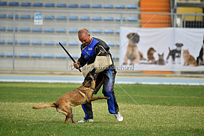 Neli Running Wild