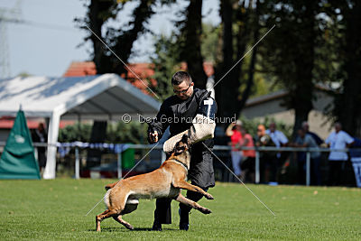 Nexor vom Brunsbeker Land