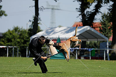Nexor vom Brunsbeker Land