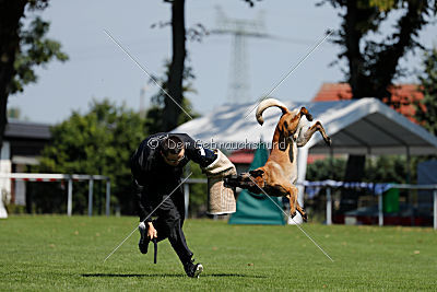 Nexor vom Brunsbeker Land