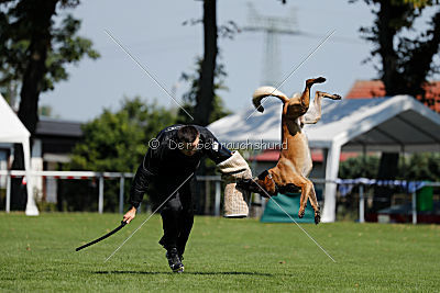 Nexor vom Brunsbeker Land