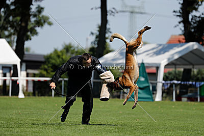 Nexor vom Brunsbeker Land