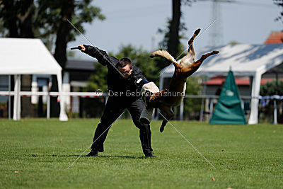 Nexor vom Brunsbeker Land