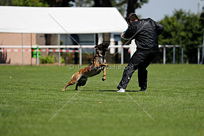 Nexor vom Brunsbeker Land