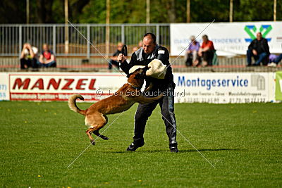 Nexor vom Brunsbeker Land