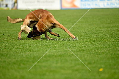 Nexor vom Brunsbeker Land