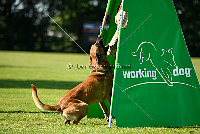 Nikelson van het Dreiland