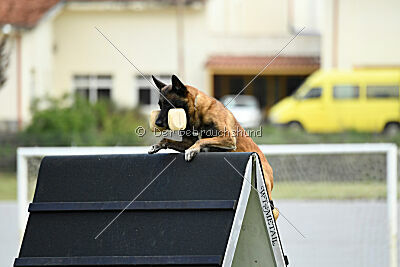 Niko da Quinta do Salomão