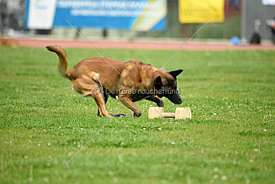 Niko da Quinta do Salomão