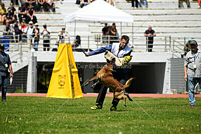 Niko da Quinta do Salomão