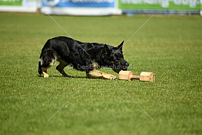 Nitra vom Eisernen Kreuz