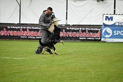 Nitra vom Eisernen Kreuz