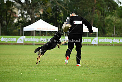 Nitra vom Eisernen Kreuz