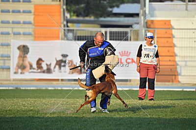 O de l'origine de faucon rouge