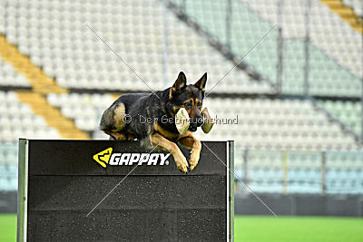 Obi Wan Kenobi vom Wolfsblick