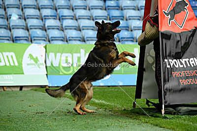 Oetzi aus der Königshöhle
