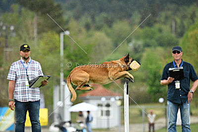 Oke van het Dreiland