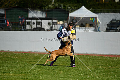 Oke van het Dreiland