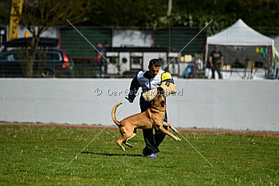 Oke van het Dreiland