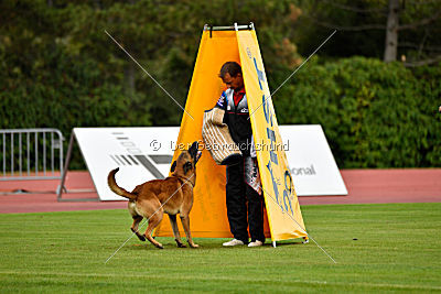 Oké van het Dreiland