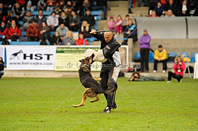 Oliver Val-bella-dog