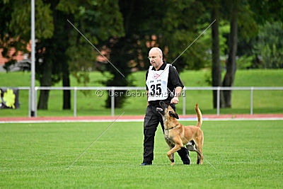 Omen vom Mecklenburger Büffel