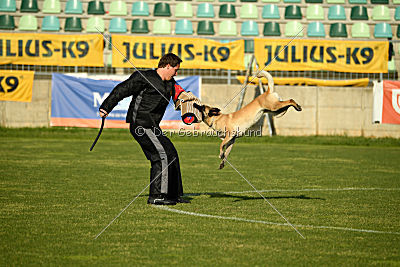 Orkina Flag-Tail