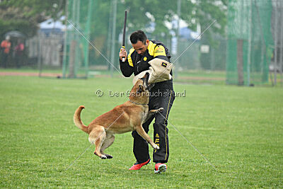 Orus des pas des Betes