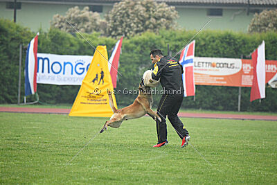 Orus des pas des Betes