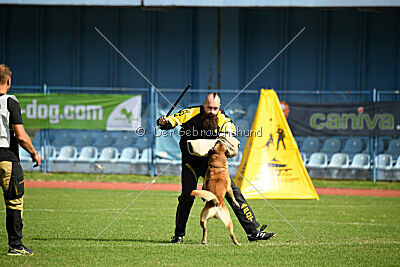 Orus des pas des bêtes