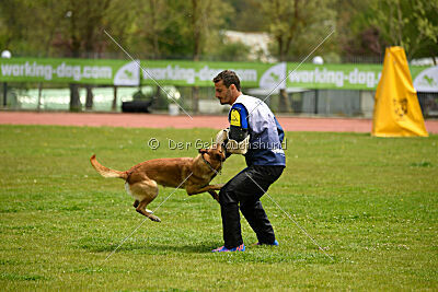 Orus des pas des bêtes