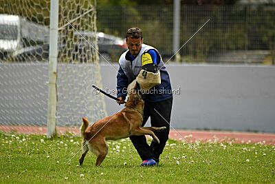 Orus des pas des bêtes