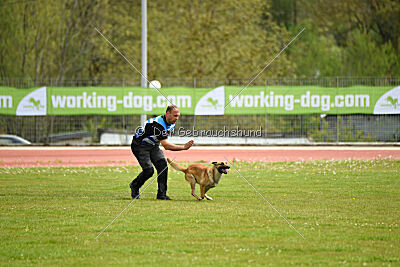 Orus des pas des bêtes