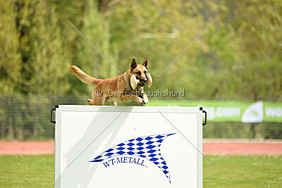 Orus des pas des bêtes