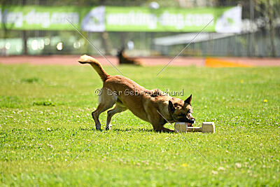 Orus des pas des bêtes
