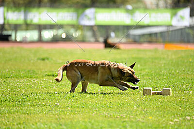 Orus des pas des bêtes