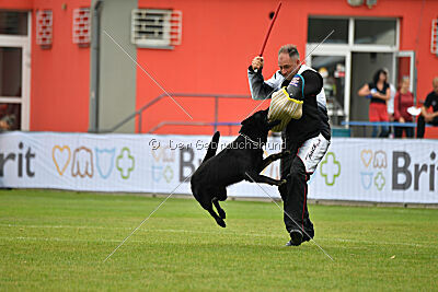 Panther z Berounské basty