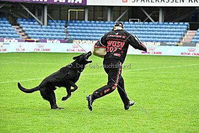 Panther z Berounské bašty