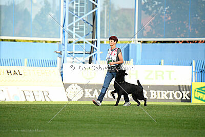 Panther z Berounské bašty