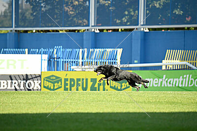 Panther z Berounské bašty