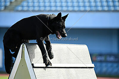 Panther z Berounské bašty