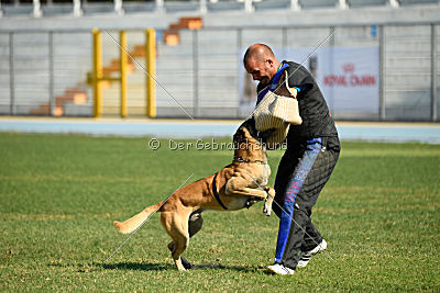 Parendo Vinces Alexander