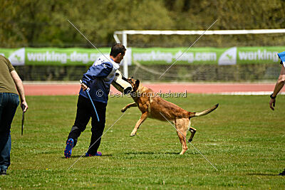 Parendo Vinces Always Dare