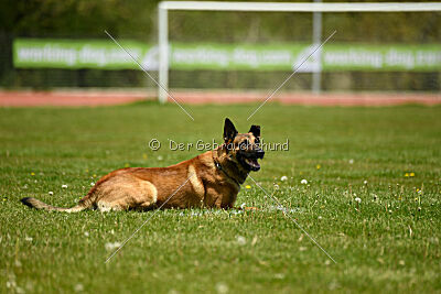 Parendo Vinces Always Dare