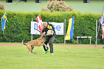 Parendo Vinces Fortunae Filius