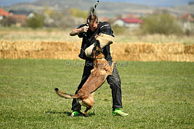 Patriot van de Berlex-Hoeve