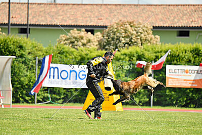 Perfect Rocket de la Rouquine