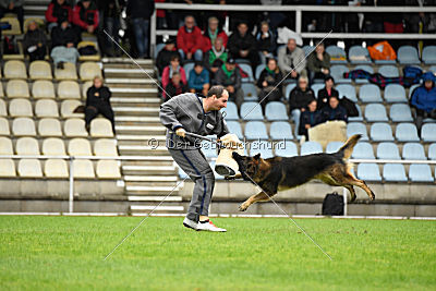 Perro von der schwarzen Natter